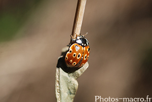 Anatis ocellata